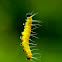 Caterpillar