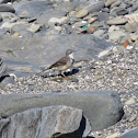 Cape wagtail