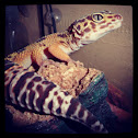 Leopard gecko