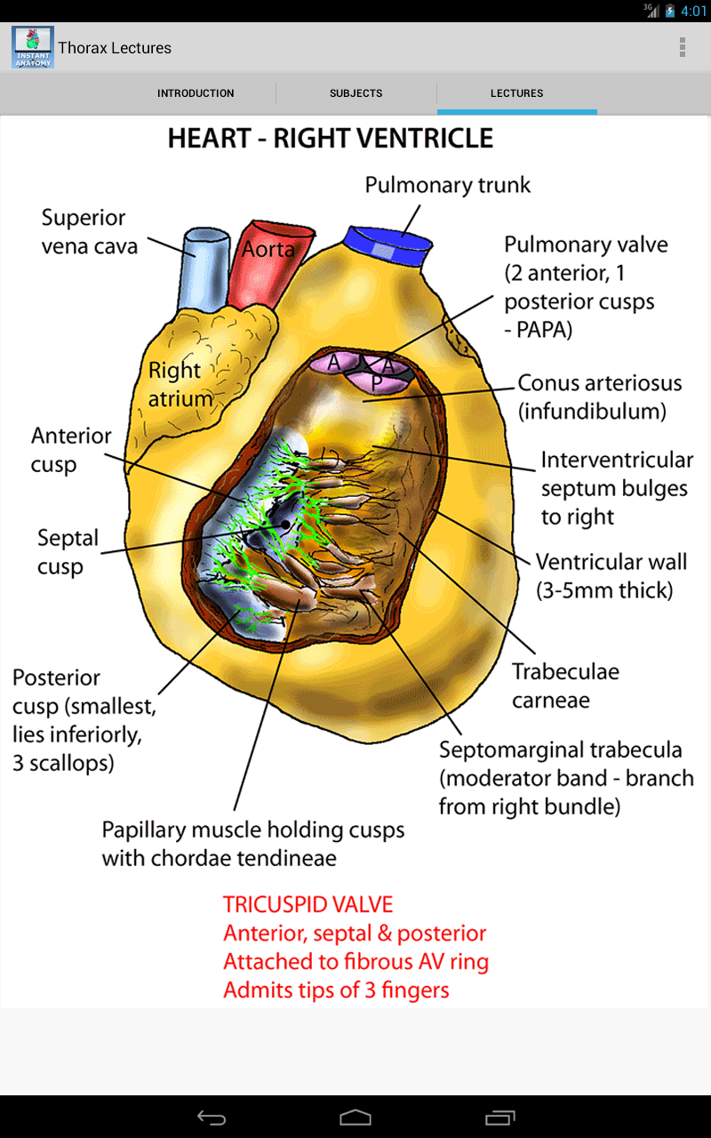 Thorax Anatomy Lectures Screen 3