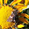Flower Moth