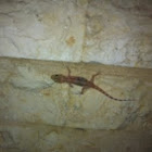 Mediterranean House Gecko