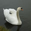 Mute swan