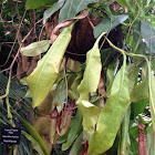 Tropical Pitcher Plant