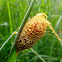 Cricula Silkmoth cocoon