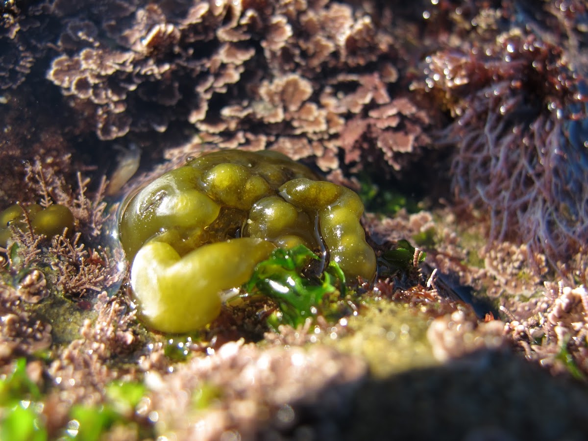 Puff-ball Algae