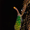 Lantern Bug - Fulgoridae