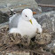 Mew (common) gull