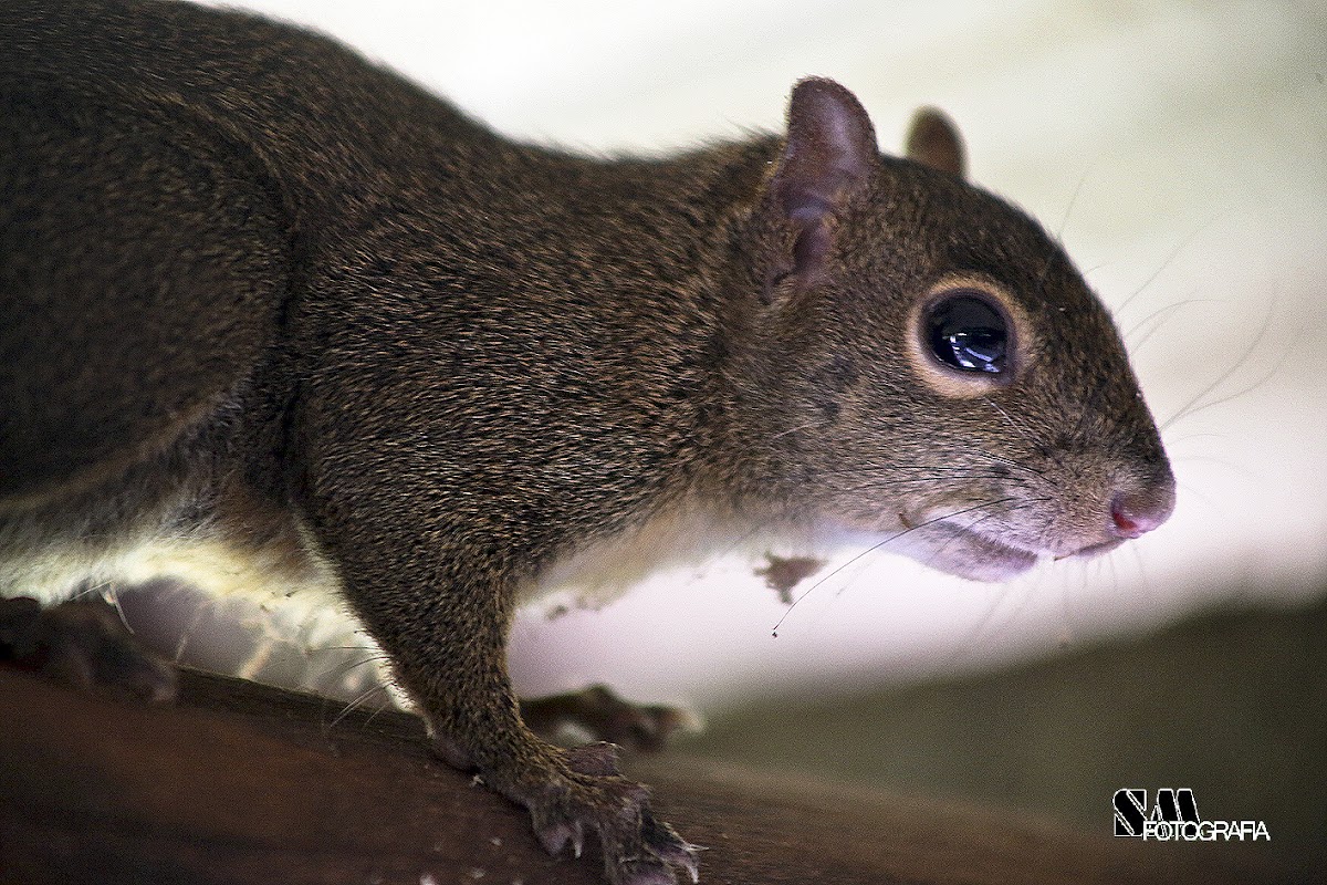 Caxinguelê (Brazilian squirrel)