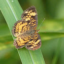 Pearl crescent butterfly