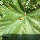 Seven-spotted Lady Beetle