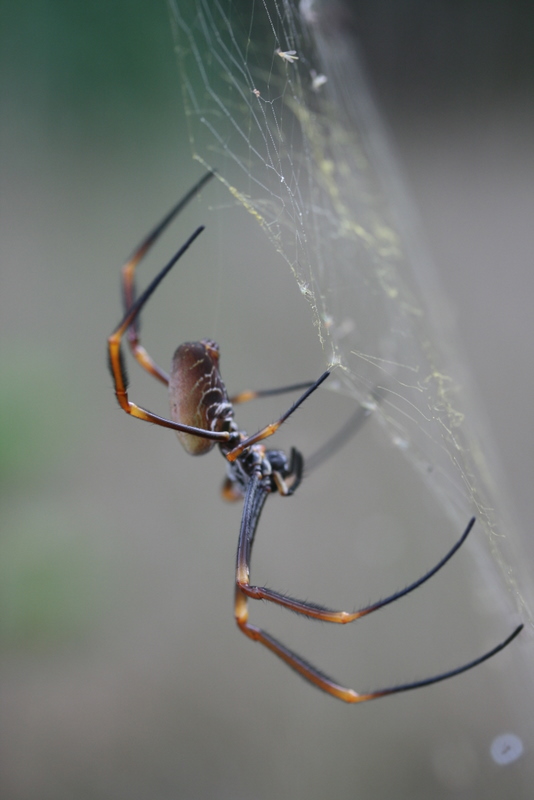 Golden Ord-weaver spider