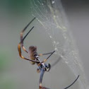 Golden Ord-weaver spider