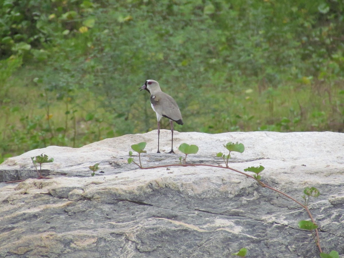 Southern Lapwing