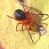 Red - Black spider
