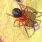Red - Black spider