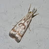 Elegant grass veneer moth