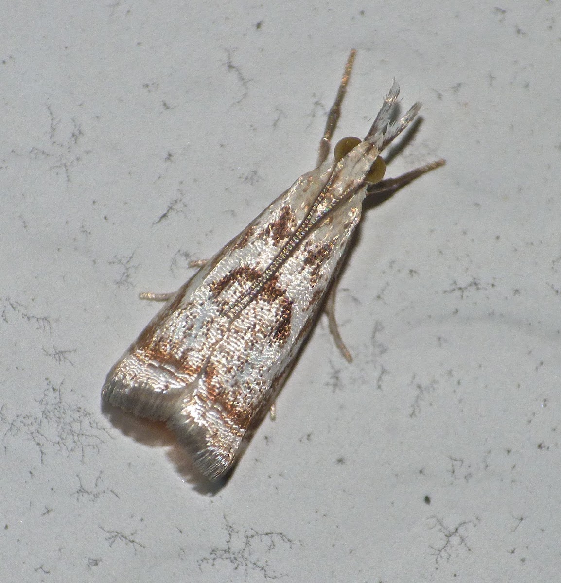 Elegant grass veneer moth