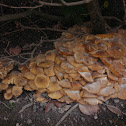 Large Mushroom Colony