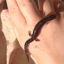 Eastern red backed salamander - lead phase