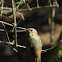 Selasphorus Hummingbird (female)