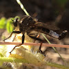 Robber Fly ♂