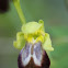 Ophrys lupercalis