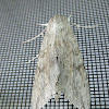 Ello sphinx moth