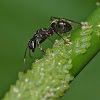 Acrobat ant (tending aphids)