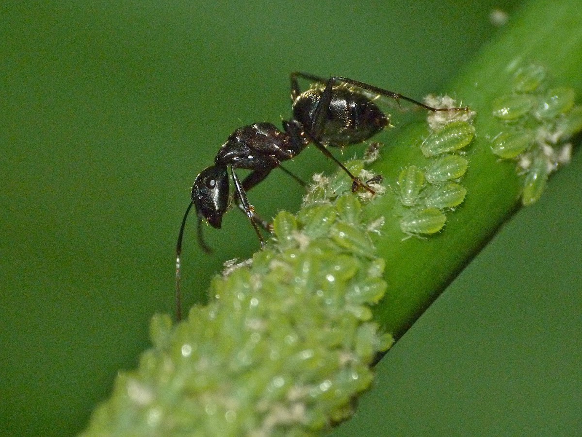 Acrobat ant (tending aphids)