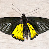 Golden Birdwing