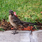 Tenca / Chilean mockingbird