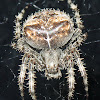 Cat-faced Orbweaver