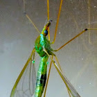 Green Crane Fly
