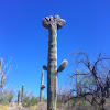 Sahuaro cactus