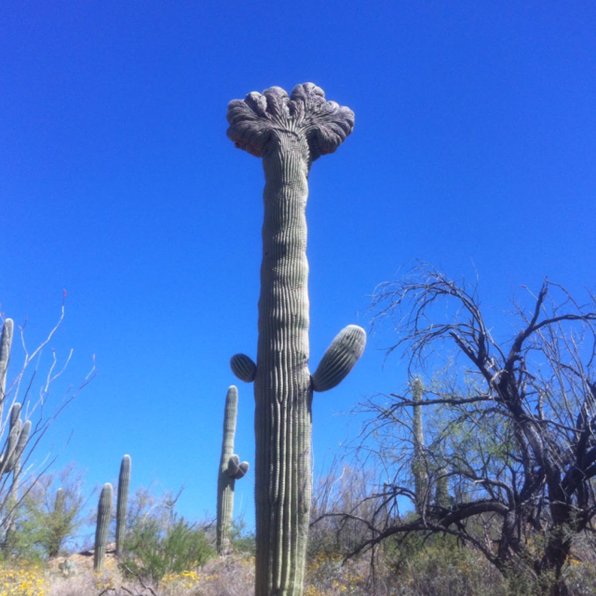 Sahuaro cactus