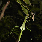 Stick Insect, Female