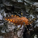Sycamore Assassin Bug