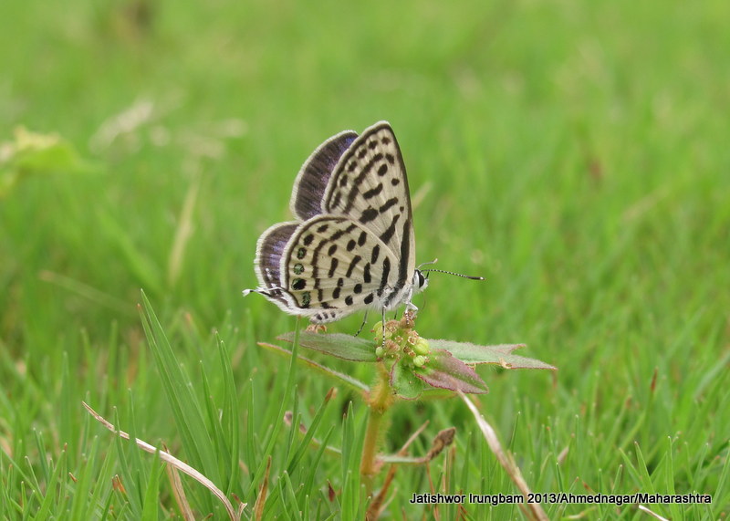 Black Spotted Pierrot or Little Tiger Blue