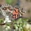 American Lady Butterfly