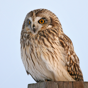 Short-eared Owl by Terry Sohl - Animals Birds