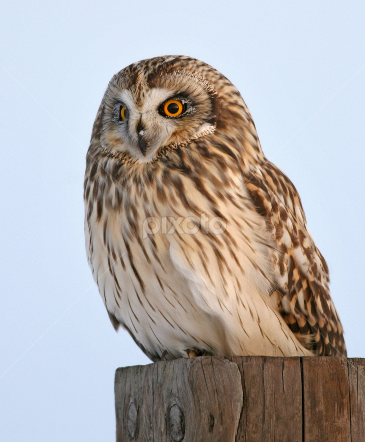 Short-eared Owl by Terry Sohl - Animals Birds