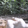Tallarol de casquet (eurasian blackcap)
