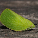 Acanaloniid planthopper