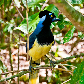 Pássaro Costa Azul by Francisco Andrade - Animals Birds