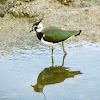 Northern Lapwing