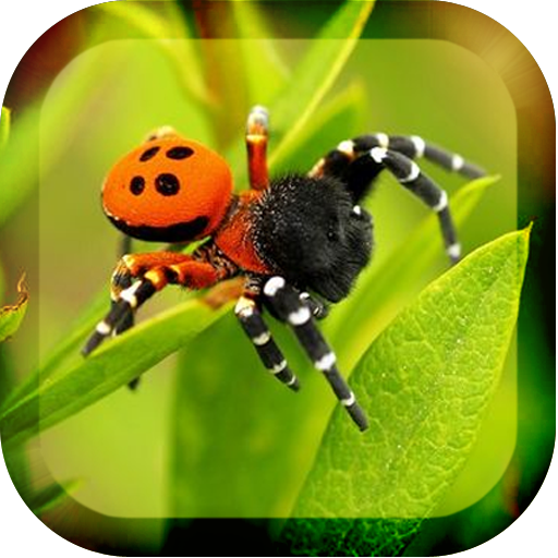 Poisonous Spiders 攝影 App LOGO-APP開箱王