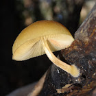 Pluteus lutescens