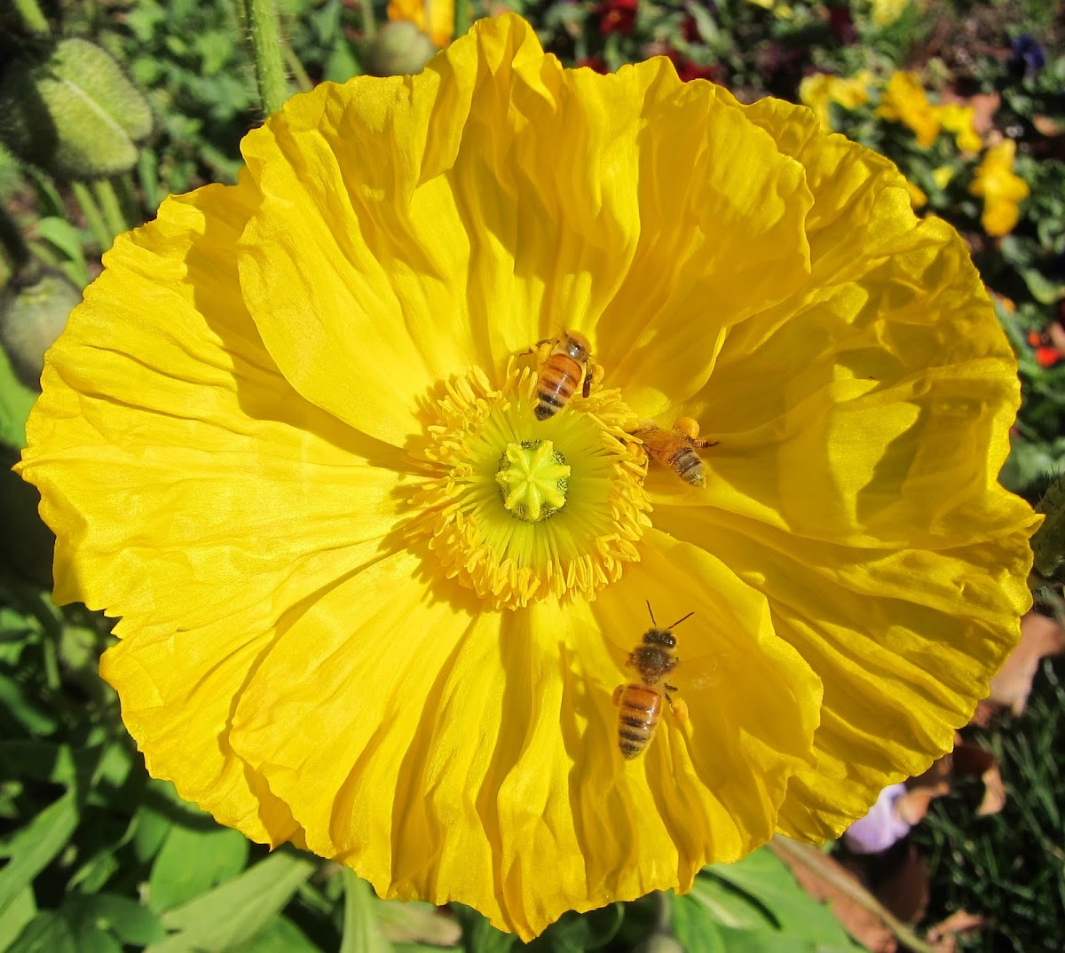Iceland Poppies with Western Honey Bees
