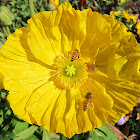 Iceland Poppies with Western Honey Bees